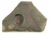 Red Trinucleid Trilobite (Declivolithus) - Mecissi, Morocco #321066-1